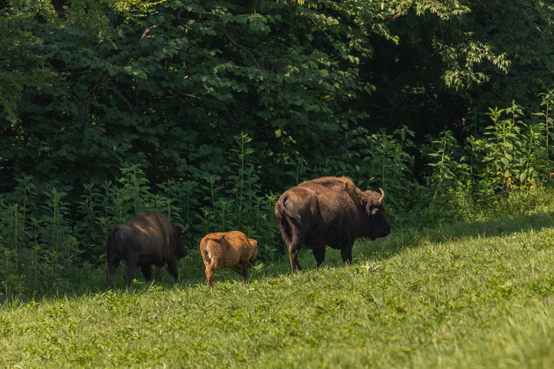 What to Do in Murray, Kentucky: visit the Elk and Bison Prairie