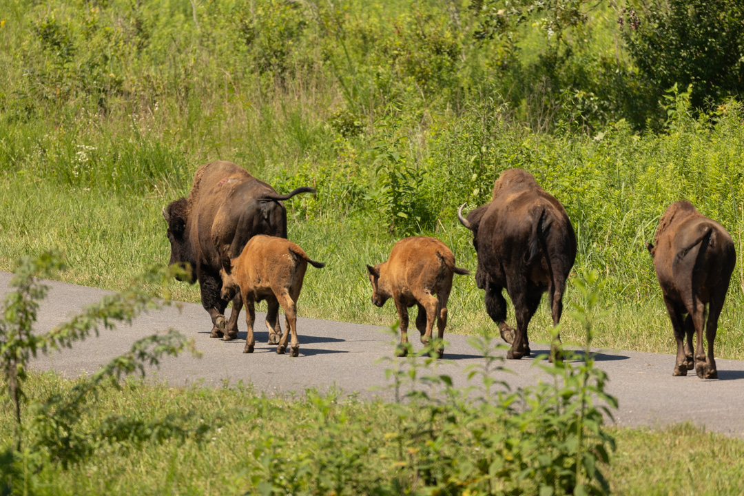 What to Do in Murray, Kentucky: visit the Elk and Bison Prairie