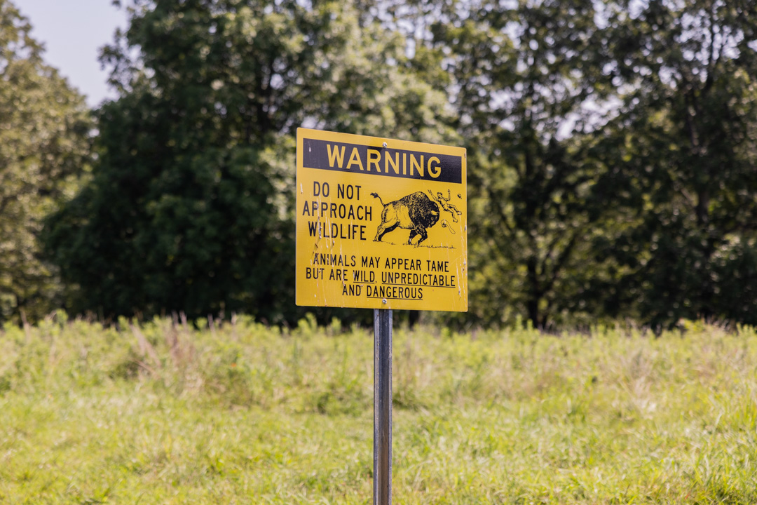 What to Do in Murray, Kentucky: visit the Elk and Bison Prairie