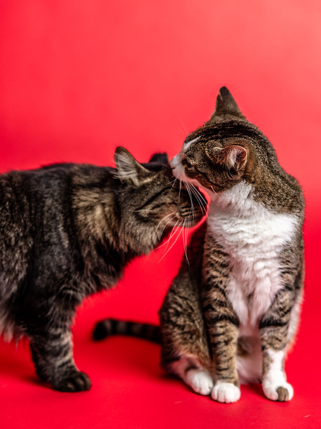 Holiday Animal Shoot | copyright: Kristin Luna of Odinn Media