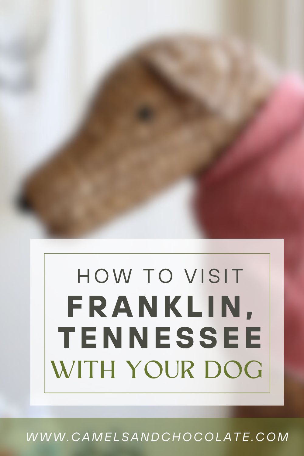 Pet-Friendly Franklin: Where to Go With Your Dog in Franklin, Tennessee