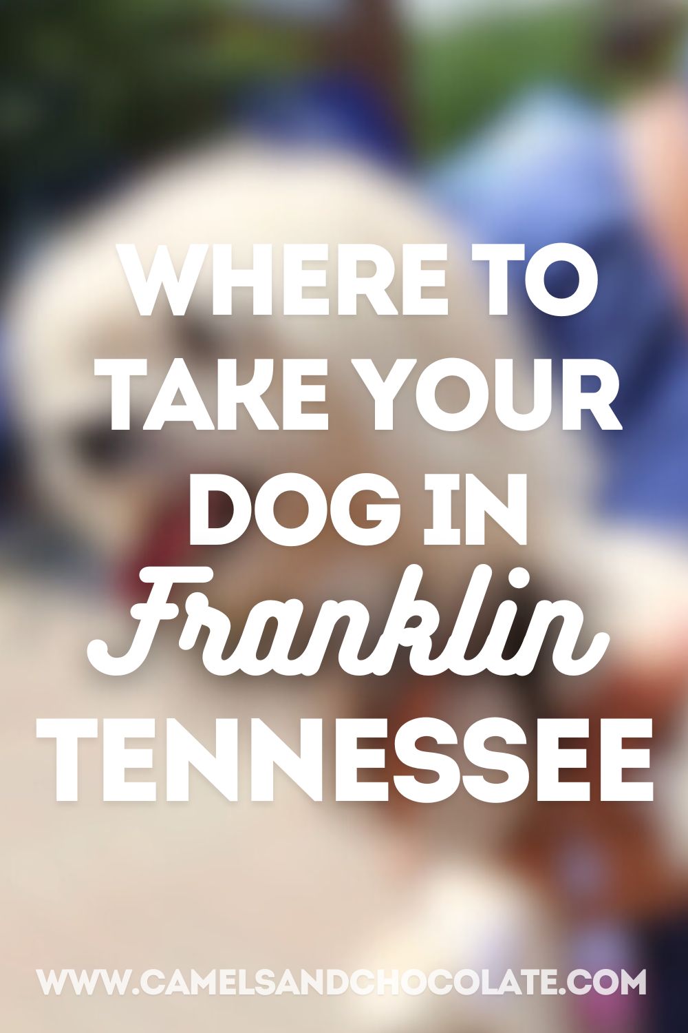 Pet-Friendly Franklin: Where to Go With Your Dog in Franklin, Tennessee