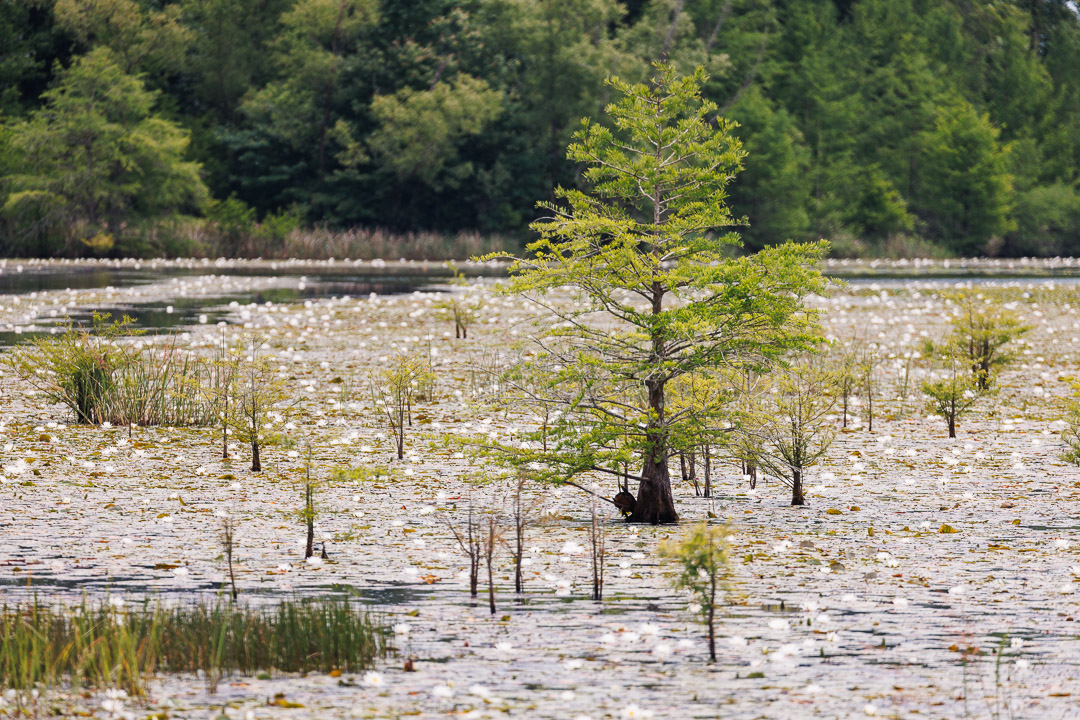 Water plants and trees in Sam D. Hamilton Noxubee National Wildlife Refuge in Starkville, Mississippi