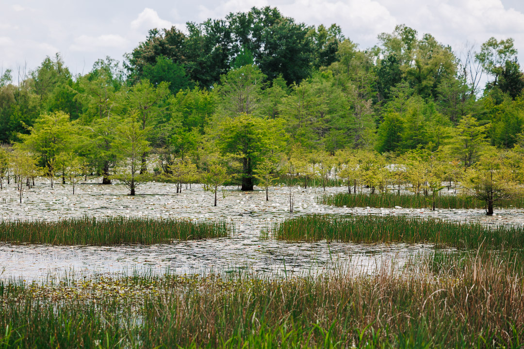 Sam D. Hamilton Noxubee National Wildlife Refuge in Starkville, Mississippi