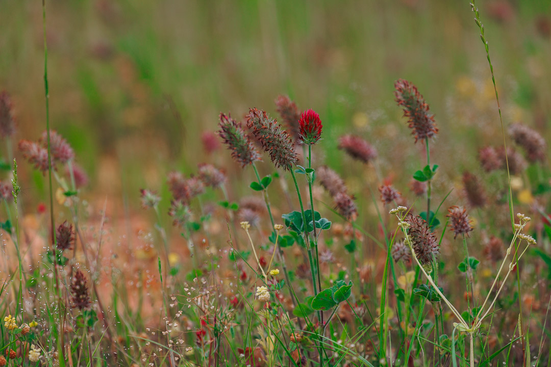 crimson clover in Sam D. Hamilton Noxubee National Wildlife Refuge