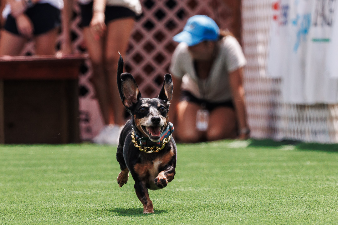 weiner dog racing in the Starkville dachshund derby