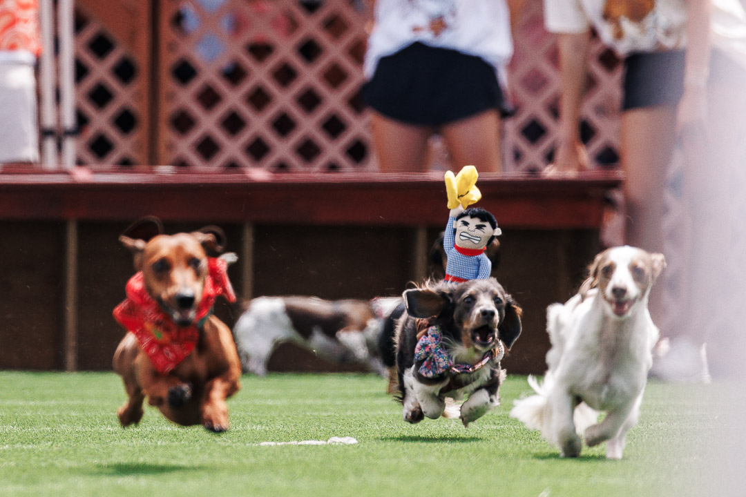 weiner dog racing in the Starkville dachshund derby