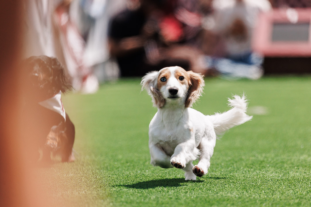 weiner dog racing in the Starkville dachshund derby