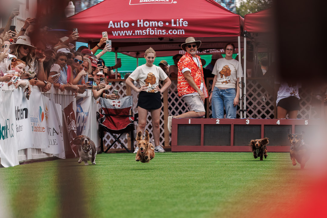 Dachshund derby in Starkville, Mississippi