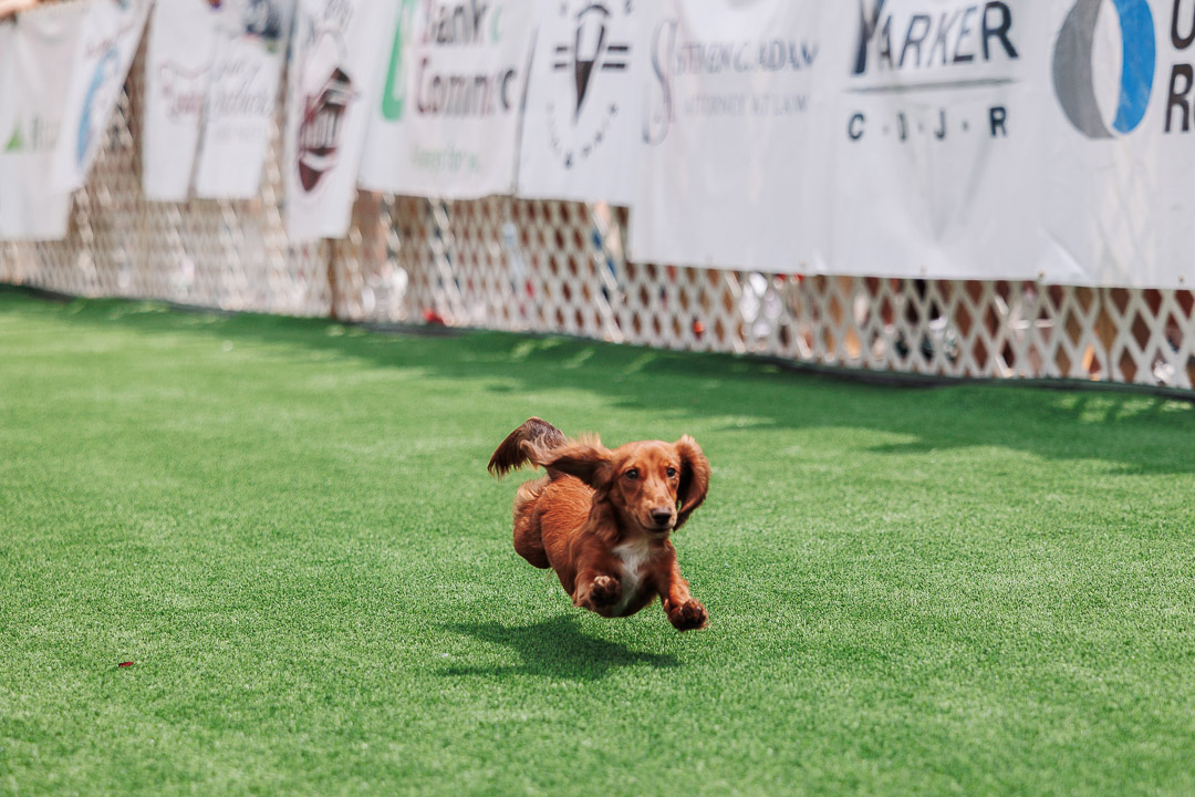 weiner dog racing in the Starkville dachshund derby